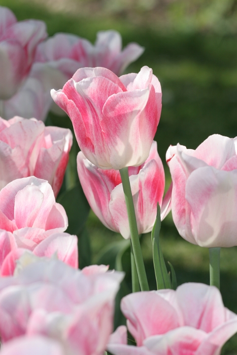 Tulipes a Morges 2007 - 046